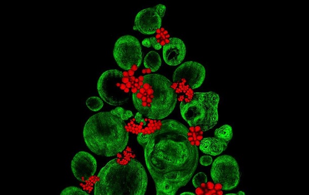 Британская ученая создала "елку" из стволовых клеток
