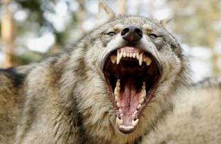 Из-за нападения волчицы на жителей нашей планеты на Черниговщине уничтожали собак и даже кота