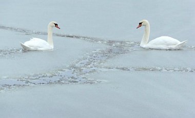 На пруду под Белоснежной Церковью выручали вмерзших в лед лебедей