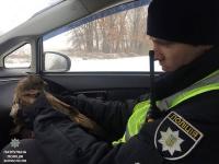 Бориспольские патрульные выручили ястреба, замерзавшего среди оживленной трассы(фото)