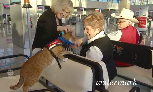 Коты в аэропорту Калгари подсобляют пассажирам управляться со стрессом