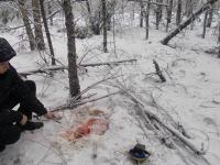 На Черниговщине браконьеры уничтожили беременную лосиху(фото)