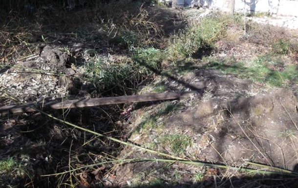 В Ялте вырубили бамбуковую рощу – СМИ