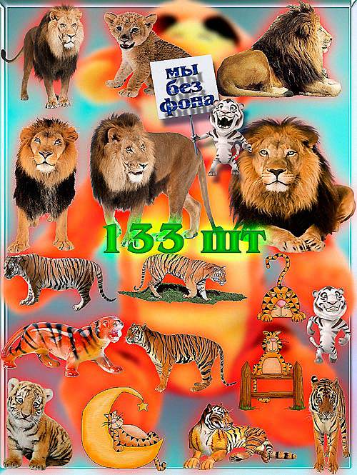Клип-арты на прозрачном фоне - Львы и тигры