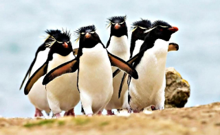 Ученые нашли самую великую колонию пингвинов в мире