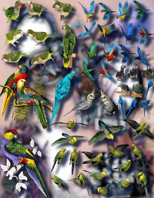 Клипарты на прозрачном фоне - Цветные попугаи