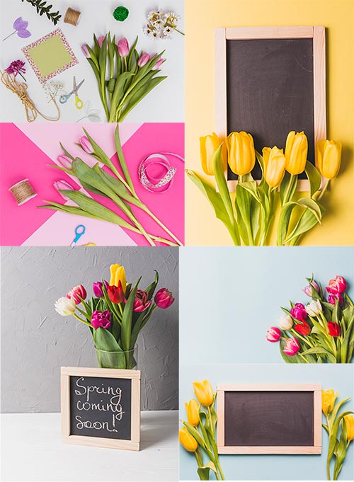       / Spring backgrounds with tulips and frames