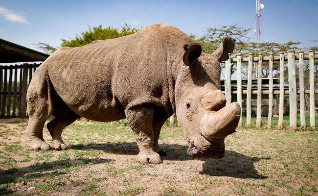 Погиб заключительный в мире самец северного белоснежного носорога