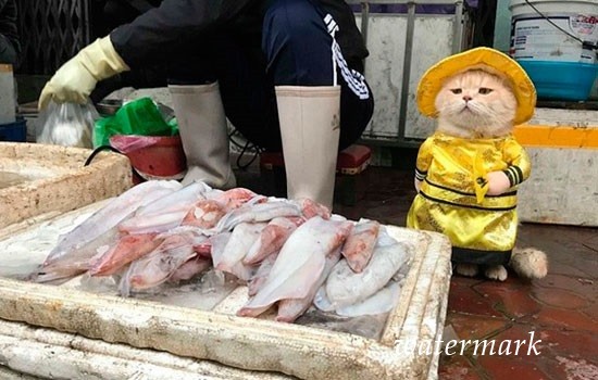 На базаре Вьетнама путешественников завлекает ряженый кот