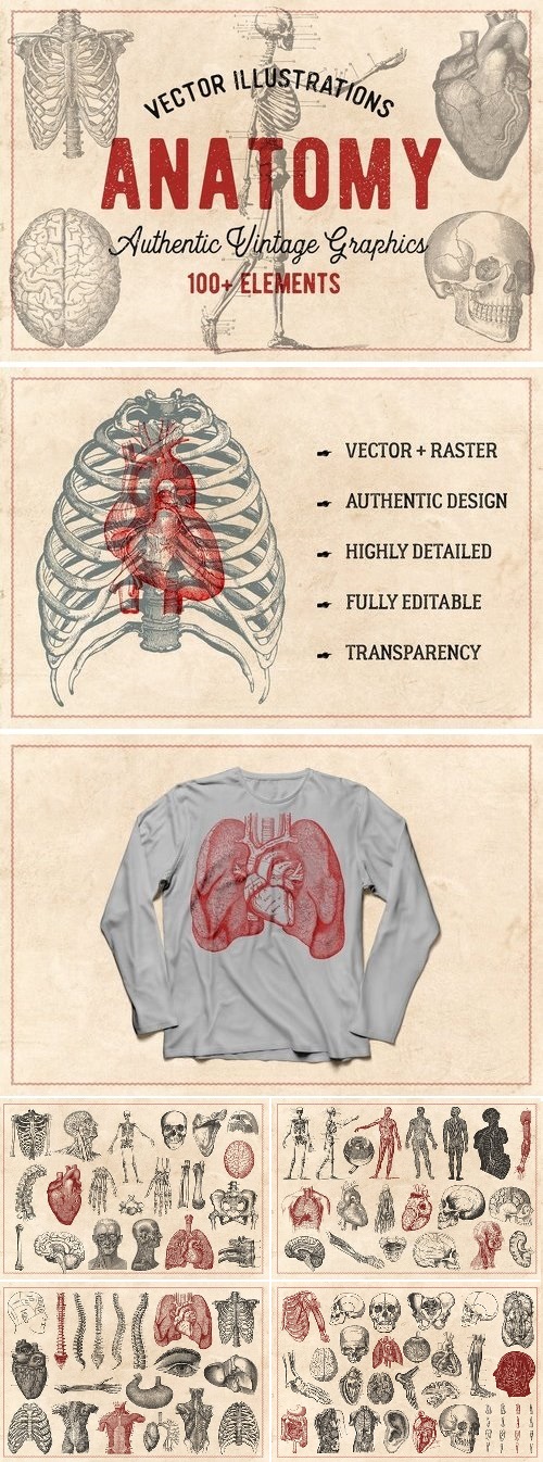 100 Vintage Anatomy Vectors - 1361436