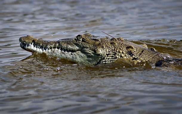 Пограничиники сообщили о крокодилах на службе