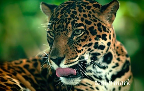 Власти Коста-Рики воспретили охотничий туризм