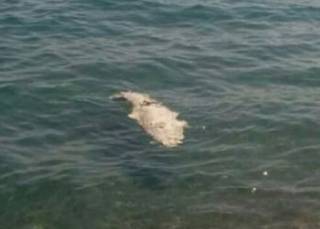 На пляже в Ялте люди нашли мертвого крокодила