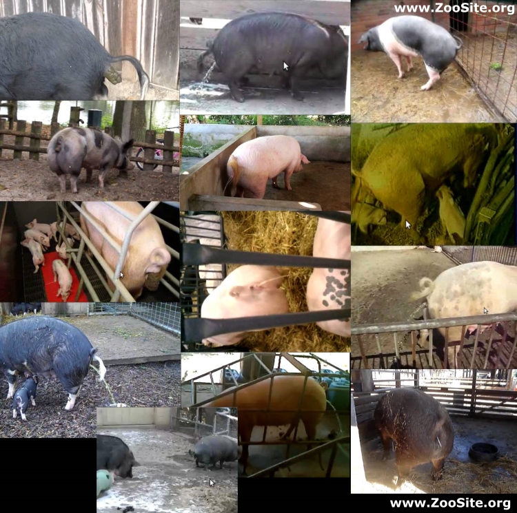 168d54f33f14894d51ff4dc1d54789b3 - PIG SHIT AND PEE - Dirty Bestiality Videos and Pictures