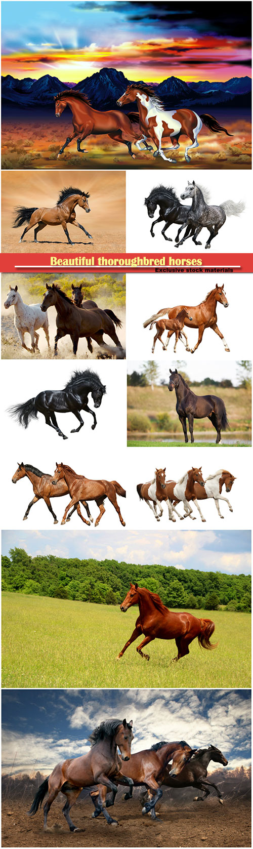 Beautiful thoroughbred horses